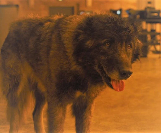 Replicant Dog Update